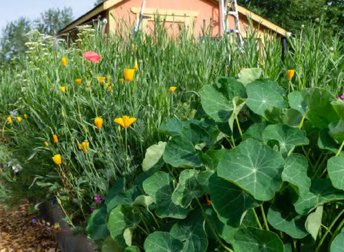 Jackson County Master Gardener Association